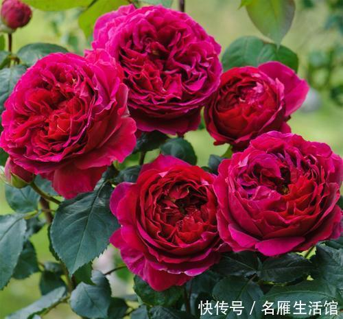 值得|最值得养的藤本花品种,攀缘能力很强,三季开花