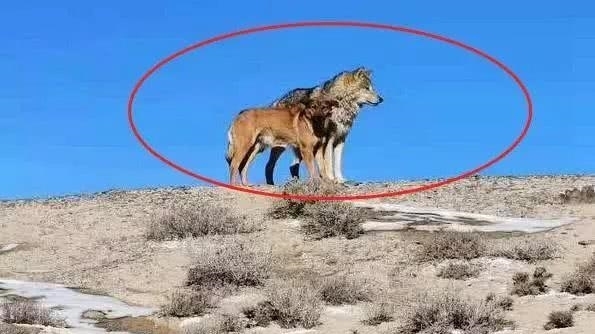 收留|狼收留了一只流浪狗，网友看后吐槽：可怜的狗狗，做了狼的奴隶