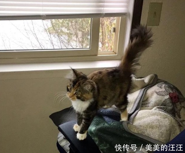 家里|流浪小猫太饿向人类求助,填饱肚子之后,赖在主人家里不走了