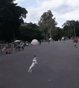 嫂子|搞笑GIF:大哥出差,嫂子让我去包饺子,我该带点什么呢