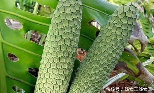 膝盖|5种奇葩水果,吃过3种以上愿送上膝盖,最后一种却是富婆最爱!