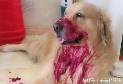 家里|母亲出去买菜，将孩子与狗子留在家中，回来发现狗子满嘴“血”