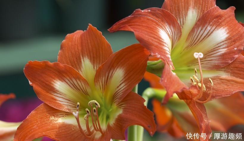 与日俱增|下周开始,3生肖迎来好运势,贵人提携,财运与日俱增!