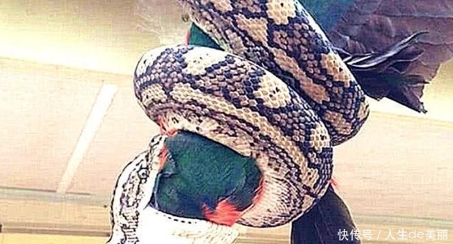  蟒蛇当成|金刚鹦鹉在院子里扑腾，以为有贼，却冲了出来，却见死不救