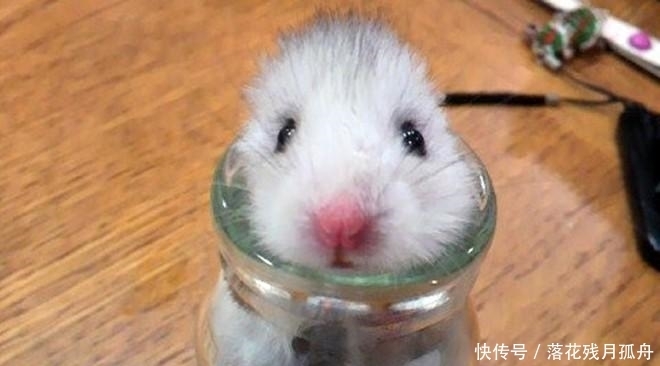  陷入|直击: 陷入各种“困境”的动物奇葩瞬间