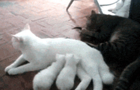 得知|母猫产下几只小猫咪,公猫却只疼爱一只,得知原因笑翻全家人