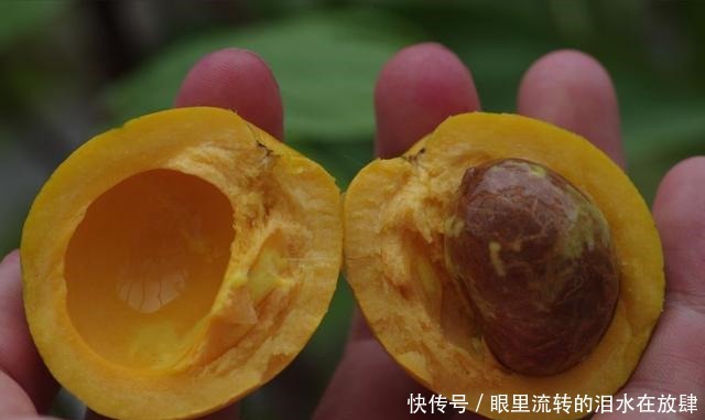  哪种|水果界的“李佳琦”，吃遍3000多种水果，哪种最好吃