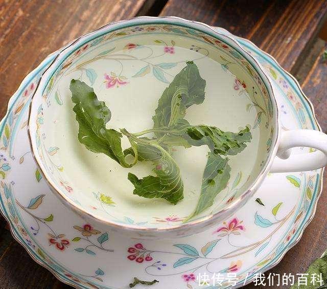 从此|一种叶子堪称“口臭天敌”, 泡水喝, 火气降了, 从此无口臭
