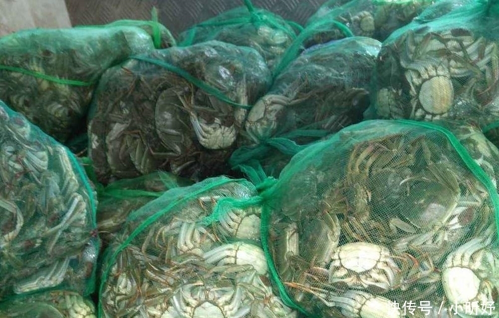 成山|寿命不到3年,交配完就死一半,曾贵到吃不起,今年堆成山卖不动