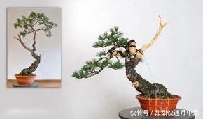  枝片|爱木盆景I 蟠扎一下至少增值10倍，你能学到什么蟠扎处理技巧！