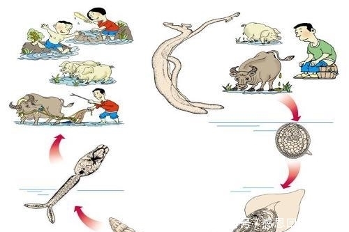  虫子|男子被吃脑虫入侵20天后病逝, 提醒: 这几种常见寄生虫得小心