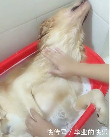 金毛|主人给金毛洗澡,给它来了一套“泰式按摩”