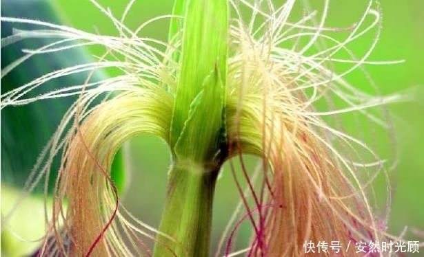  变化|立秋后，每天晚上睡前喝一小碗，半个月后，3大惊喜变化不请自来