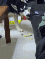  GIF|搞笑GIF：天下武功唯快不破！