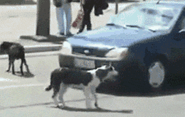  还要|搞笑GIF：拍完电影，这些尸体还要吗，不要就拿走了