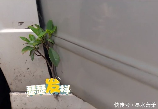  拼命|车门上长大树，车主呵护3年：撞我车无所谓，撞我树我和他拼命！