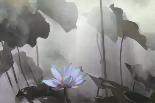  莲花|一个老外拍的荷花，惊艳