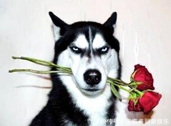 九头虫|西游最牛的两只狗: 一只敢咬孙悟空 一只敢忽悠孙悟空