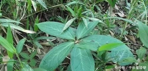  珍贵|竹林下面的一种“野草”，见到别拔掉，拔1棵少1棵，很珍贵