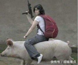 智商|猪的智商很高,而且体型强壮,为何没有被人们驯服当成坐骑呢?