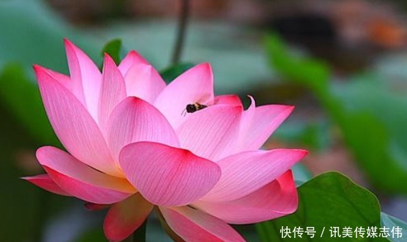 有福禄|2020年,孩子是以下生肖的,命中注定有福禄,财神庇佑!