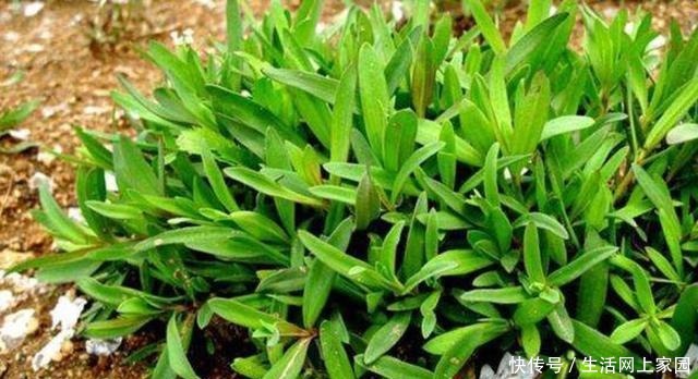 绿色|这菜就算吃过,也叫不出来名字,绿色纯天然,蒸包子最好吃了