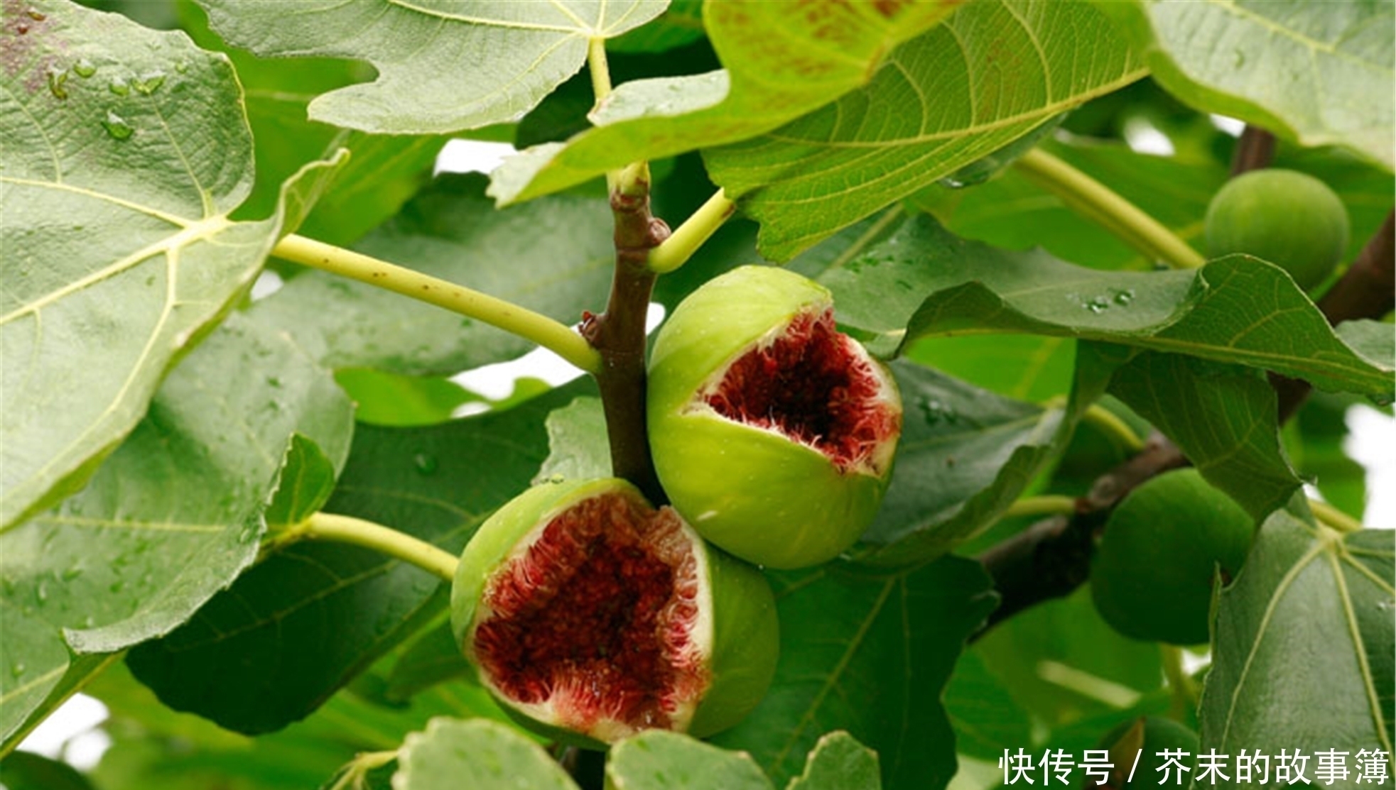 店老板|买这种水果时,就要专挑“烂”的买,水果店老板越烂越好吃