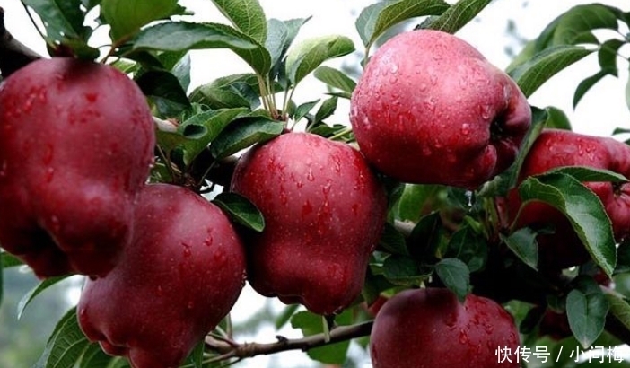 水果|名字带有“龙”字的水果,吃过一种不算啥,吃过最后一种才牛