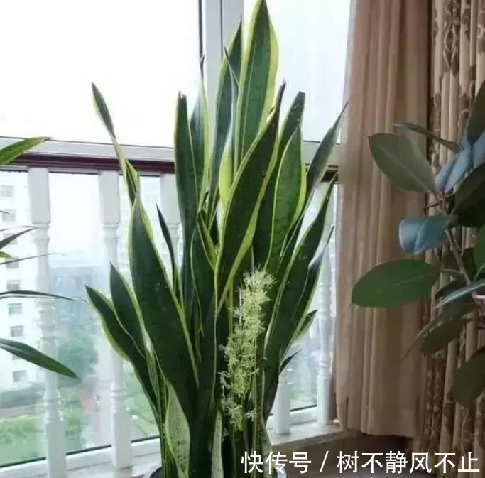 种花|聪明人都养4种花,沾土就能活,开花就爆盆,不易生病好养护