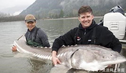 看完|为何说中国把鱼子酱拉下“奢侈品”神坛,看完才知道,是我们太强