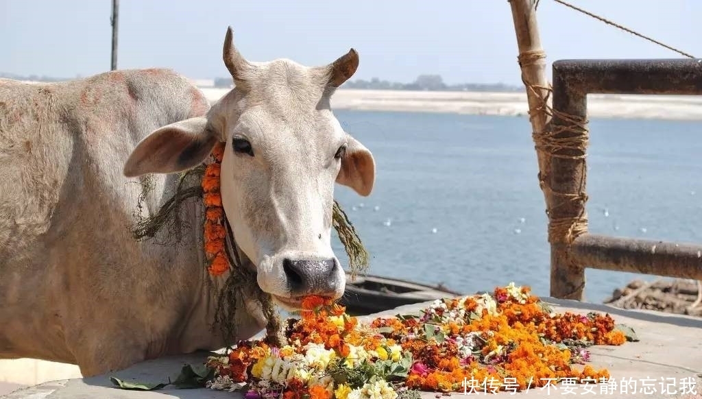 结局|印度为何很少吃牛肉,那些在大街随意溜达的牛,最终结局如何