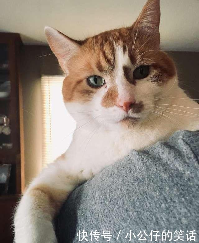 怒贴|猫咪太胖偷跑被发现,趴窗边卖萌求开门,主人怒贴告示:别被骗了