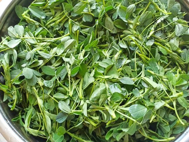 苜蓿菜|春天碰到这野菜别犹豫,我一买就是20斤,营养价值高,常吃身体好