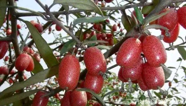 油茶树|农村这6种稀有野果,是80后的美味零食,现在却成了中草药