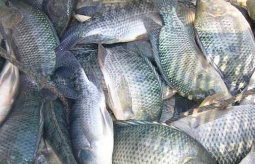 国内|美国人当成宝贝,喜爱至极,国内一斤5块钱都没人买