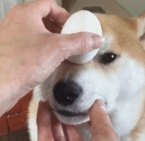 搞笑|搞笑GIF:喵星人:主人,你是不是傻?再挖我就被埋了