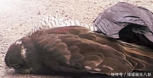 断崖|成吉思汗断崖寻到水，猎鹰百般阻止他喝水，怒杀猎鹰后追悔莫及