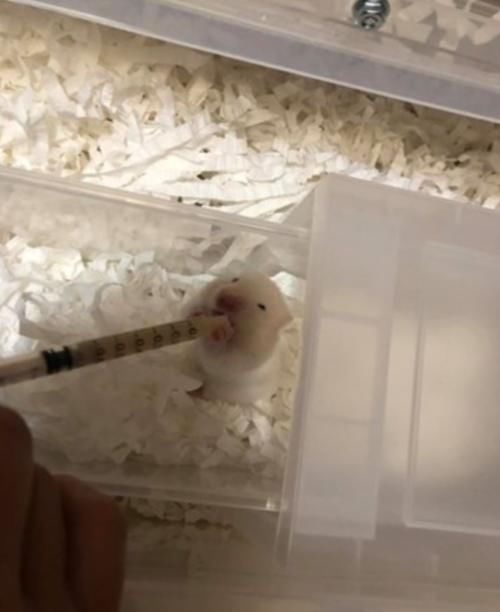  反对|老鼠就是脏，爷爷奶奶坚决反对养仓鼠，没多久竟趴在地上偷窥