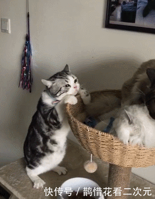 尴尬|妹子,太不顾及形象了,喝这么多酒,几个男生抬着回家,尴尬啊