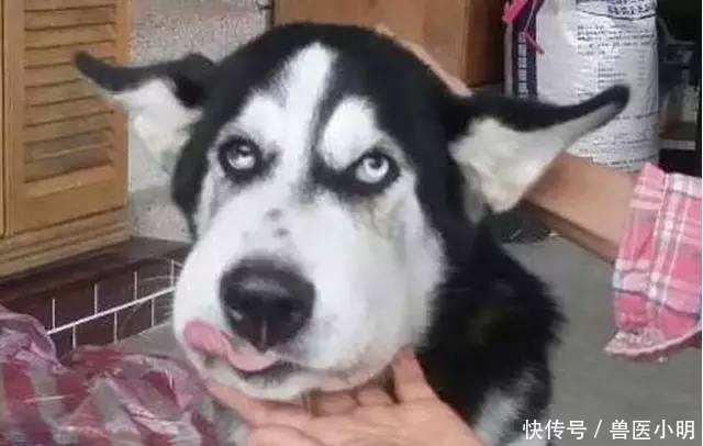 二哈|半夜听到二哈哼哼唧唧,开灯一看以为开了啥特效:睡意顿时没了