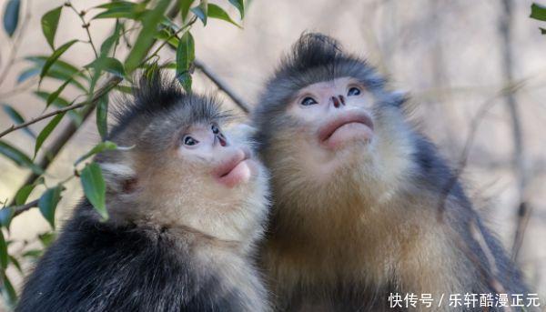 人生|生肖猴多长个心眼,10月6日特别重要,是人生最大的“转运日”