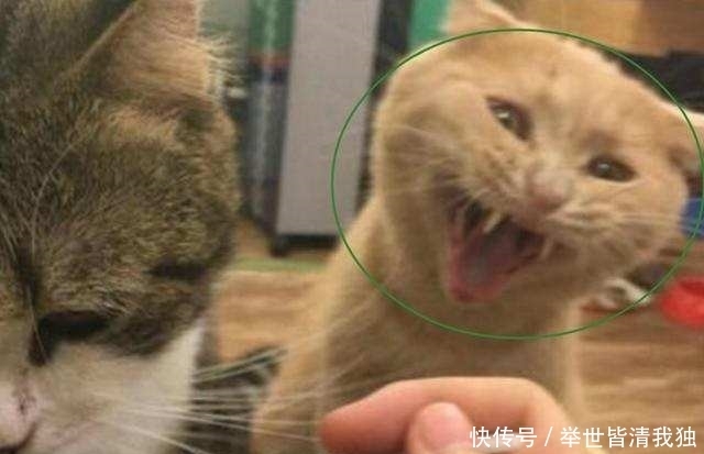 另一只|见主人喂别的猫咪吃饭，另一只猫咪瞬间就炸了，表情让人笑喷了