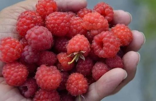 吃起来|假如给你100万,5种“水果”以后只能选一种吃,你选谁