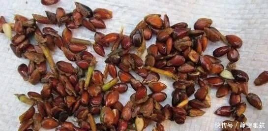  种子|常吃的4种水果，吃剩的种子不要扔，往盆里一种，种出水果小盆栽