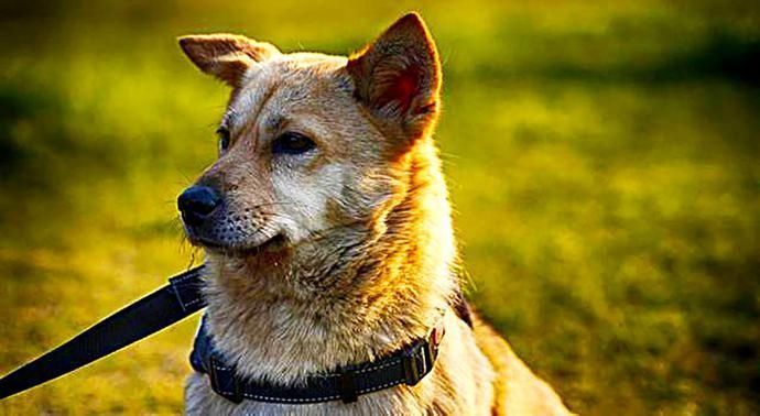  临死前|土狗临死前，怕拖累主人，悄悄躲起来，当发现它时，主人哭了