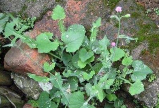 味道|农村常见的一种野草,人称“羊蹄草”,味道似茼蒿,很美味