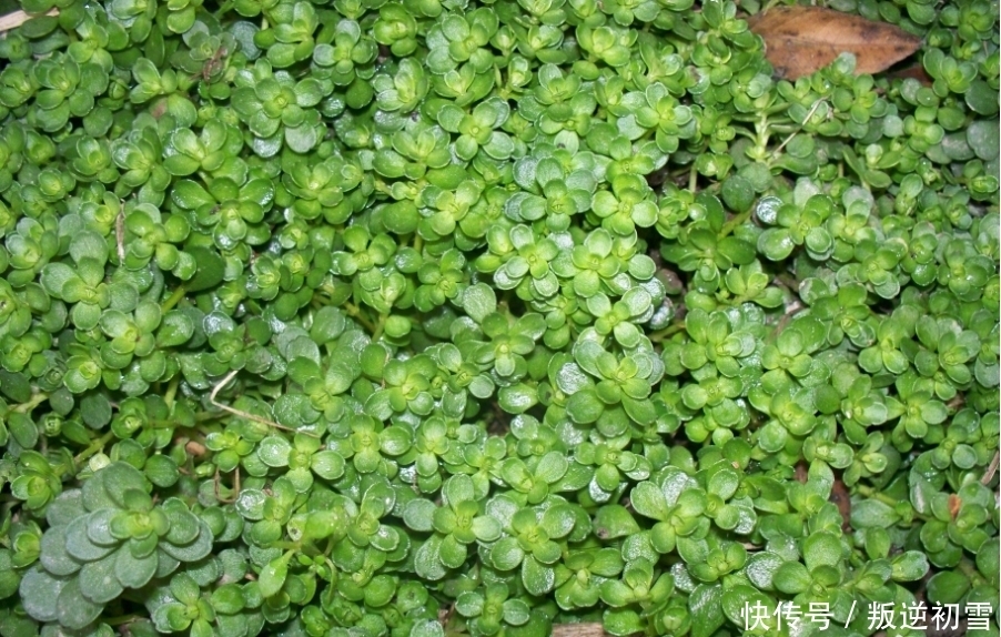 农村|见到“它”后,只摘叶子就好了,注意别拔根,越拔越少