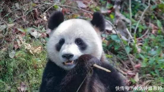 丁丁|俄罗斯美女动物园长,为爱学习中文,会的第一句话就是“丁丁”