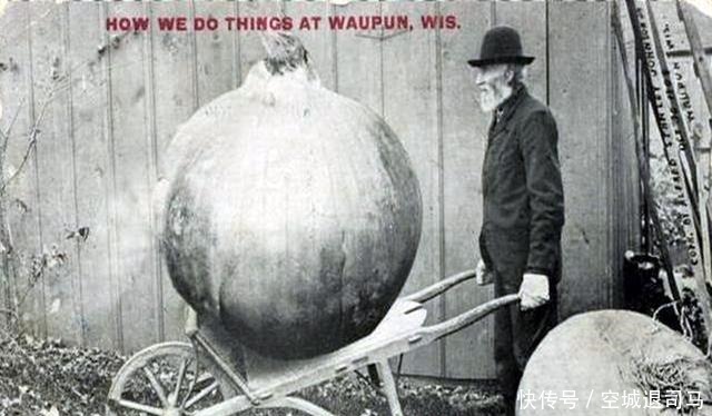  母鸡|原来美国历史上也发生过“大跃进”，母鸡可以拉车，兔子比熊还大