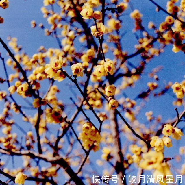 身份|干腊梅很早便是膳食香料,被遗忘的它以麻辣配方清流重现人们视野